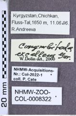 Etiketten zu Corymbitodes excellens (Gurjeva, 1962) (NHMW-ZOO-COL-0008322)